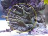 Alot of pineapple sponges.JPG