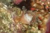 anemone01.thumb.jpg