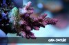 ora-red-planet-4.jpg