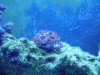 waterproff cam 099j.JPG