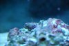 New fish 182.jpg