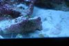 New fish 121.jpg
