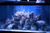 stine fishtank.jpg