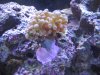 Hammer Coral 2.JPG