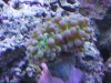 Hammer Coral.JPG