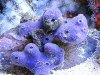 sponge 2.JPG