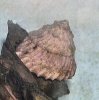 astrea snail.JPG