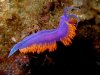 Spanish Shawl Nudibranch.jpg