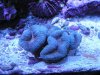 mauve lobophyllia.jpg