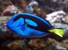 regal-tang.jpg