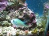 aquarium 006.jpg