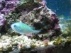 aquarium 007.jpg
