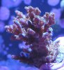 acropora.jpg