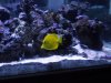 yellow2.jpg