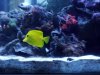 yellow1.jpg