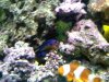 Day 2 coral beauty.jpg