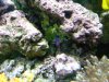 Coral beauty day 2.jpg