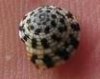sundial snail.jpg