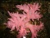 DSC04165.JPG