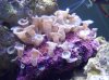 zoas.jpg
