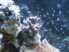 coral 003.jpg