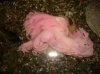 DSC04184.jpg