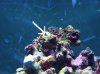 zoom worm 2.JPG