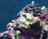zoom worm 1.JPG