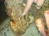 coralline 1.jpg