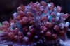 Red_Bubble_Mushroom.jpg