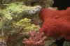 anenome.jpg