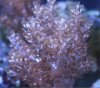 asparagus_tip_coral.JPG