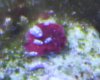 unknown4.JPG