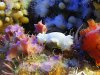 gold-rimmed nudibranch.JPG