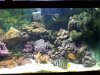 my reef 013.jpg