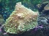 my reef 015.jpg