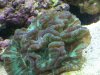 brain coral.jpg