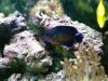 fish5.jpg