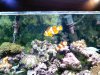 fishtank4.jpg