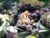 fishtank9.jpg