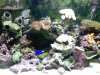 fishtank.jpg