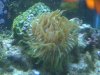 Coral.jpg