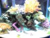 reef.jpg
