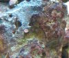 zoa or aptasia.jpg