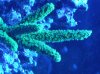 Acropora.jpg