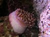 LT Anemone.jpg