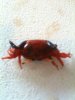 crab3.jpg