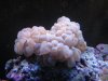 fox coral.JPG