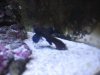 mandarin goby.JPG