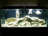 fish 016.jpg
